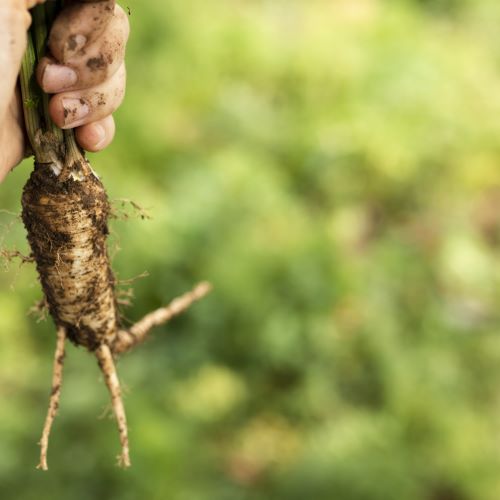 Category Image Category Image